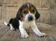 Gratis basset hound cachorro listo