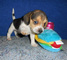 Gratis Beagle cachorros listo - Foto 1