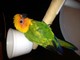 Gratis ¡Bebés de Sun Conure! - Foto 1