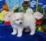 Gratis Bichon frise cachorros listo - Foto 1