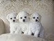 Gratis Bichon frise cachorros obtenidos - Foto 1