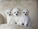 Gratis bichon frise cachorros obtenidos