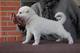 Gratis Blanco cachorro pastor suizo listo - Foto 1