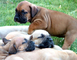 Gratis boerboel achorros disponibles