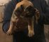 Gratis boerboel cachorro disponible