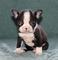 Gratis boston terrier cachorro listo