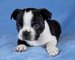 Gratis boston terrier cachorros listo