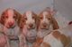 Gratis bracco italiano cachorros disponibles