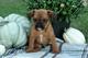 Gratis bruselas griffon cachorro disponibles