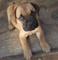 Gratis bullmastiff cachorros listo