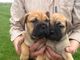 Gratis Cachorro bullmastiff disponibles - Foto 1