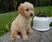 Gratis cachorro goldendoodle disponible