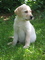 Gratis cachorro labrador retriever listo