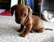 Gratis cachorro marrón dachshund disponibles