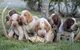 Gratis Cachorros bracco italiano cachorros listo - Foto 1