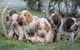 Gratis cachorros bracco italiano cachorros listo