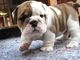 Gratis Cachorros bulldog inglés obtenido - Foto 1