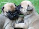 Gratis Cachorros bullmastiff obtenidos - Foto 1