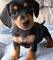 Gratis Cachorros dachshund obtenidos - Foto 1