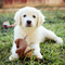 Gratis Cachorros golden retriever listo - Foto 1