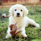 Gratis Cachorros golden retriever listo - Foto 1