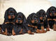 Gratis cachorros gordon setter listo