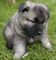 Gratis Cachorros noruegos elkhound listo - Foto 1