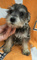 Gratis Cachorros schnauzer miniatura disponibles - Foto 1