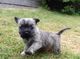 Gratis cairn terrier cachorros obtenido