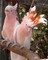 Gratis Cockatoos están disponibles - Foto 1