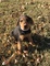 Gratis del airedale cachorros listo