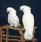 Gratis dos cockatoos hermosos hembra y macho