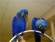 Gratis dos pájaros del macaw disponibles