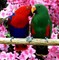 Gratis Eclectus bebés de lados rojos! - Foto 1