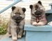 Gratis Eurasier cachorros disponibles - Foto 1