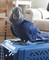 Gratis Exotic Parrots listo - Foto 1