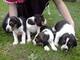 Gratis Foxhound cachorros listo - Foto 1