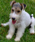 Gratis foxterrier cachorros listo