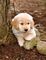 Gratis golden retriever cachorros listo