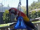 Gratis guacamayo escarlata loros