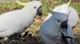 Gratis Hembra magnífica Cockatoo del paraguas - Foto 1