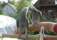 Gratis Hermosos loros grises africanos - Foto 1