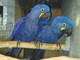 Gratis jacinto azul machos y hembras guacamayos