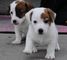 Gratis Jack russell cachorros lista - Foto 1