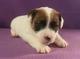 Gratis jack russell cachorros listo