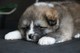 Gratis Japonés akita inu cachorros listo - Foto 1