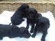 Gratis labrador retriever cachorros disponibles