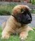 Gratis leonberger cachorros listo