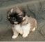 Gratis Lhasa apso cachorro listo - Foto 1