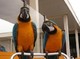 Gratis mano levantada macaw azul y oro